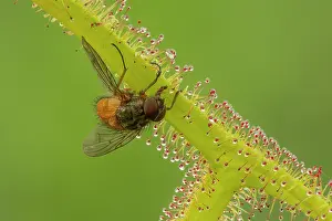 Carnivorous Plant Prints: Fly trapped on the sticky stem of a Sundew (Drosera binata)