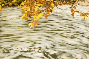 Maurizio Biancarelli Prints: Foam and dead leaves in motion on the water surface of a pool with Beech (Fagus sp)