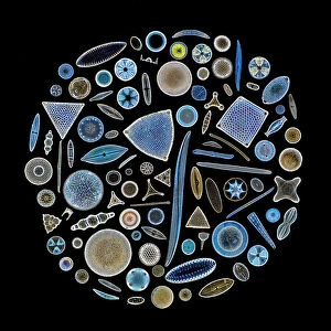 Size Gallery: Focus stacked, inverted image of Diatoms on a microscope slide