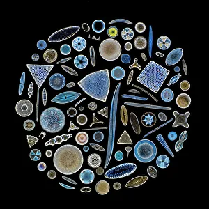 Black Background Prints: Focus stacked, inverted image of Diatoms on a microscope slide