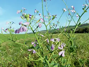 Mustard Prints: Fodder radish (Raphanus sativus oleiformis) flowering in a game cover crop