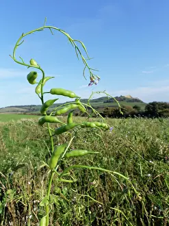 Mustard Prints: Fodder radish (Raphanus sativus oleiformis) with flowers and seed pods in a game cover crop