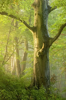 Green Woodlands Collection: Fog drifting through autumnal woodland at dawn, Crendle Hill Woods, near Milborne Port, Somerset