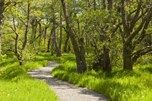 2020VISION 2 Gallery: Footpath through birch (Betula) woodland. Creag Meagaidh National Nature Reserve, Badenoch