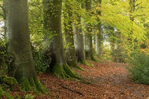 Corylus Prints: Footpath through Hazel (Corylus avellana) woodland in autumn