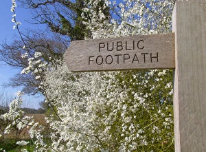 Path Gallery: Footpath sign in Norfolk countryside with Blackthorn hedgerow (Prunus spinosa) in flower