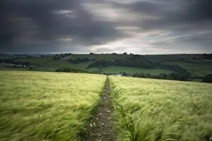 Track Gallery: Footpath / track through a field of barley under stormy sky, near Plush, Dorset