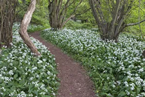 Footpath through Wild Garlic / Ramsons (Allium ursinum) carpeting deciduous woodland