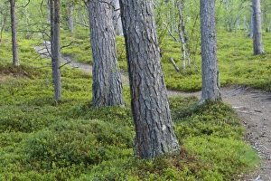 Footpaths Collection: Footpath winding between Scots pine (Pinus sylvestris) trunks, old growth pine forest