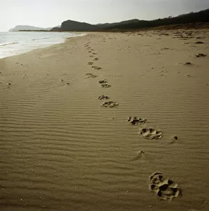 Absence Gallery: Footprints of an Amur / Siberian tiger (Panthera tigris altaica) in sand along the