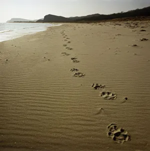 Footprints of an Amur / Siberian tiger (Panthera tigris altaica) in sand along