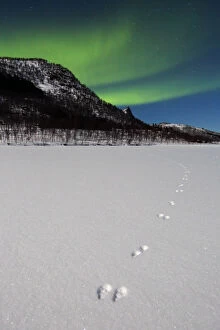 Footprints of Arctic hare (Lepus arcticus) with Northern lights (Aurora borealis) over Senja