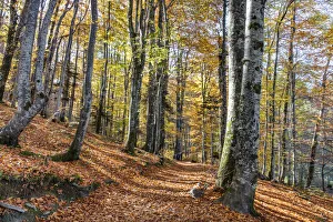 Forest in autumn colours, Plitvice Lakes National Park, UNESCO World Heritage Site