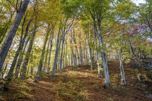 Autumn Prints: Forest in autumn colours, Plitvice Lakes National Park, UNESCO World Heritage Site