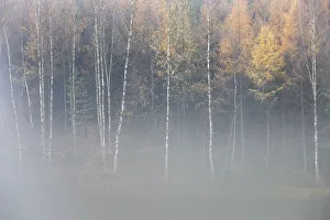 Czech Republic Prints: Forest in autumn, with mist rising from lake, Krasna Lipa, Ceske Svycarsko / Bohemian