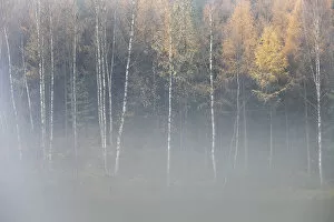 Forest in autumn, with mist rising from lake, Krasna Lipa, Ceske Svycarsko / Bohemian
