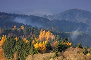 Czech Republic Prints: Forest in autumn, Rynartice, Ceske Svycarsko / Bohemian Switzerland National Park