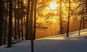 Silhouetted Prints: Forest backlit by afternoon sunlight during blizzard in winter, Finland. February, 2024