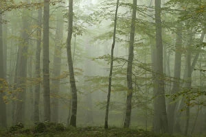 Images Dated 8th October 2008: Forest with Beech trees and Black pines (Pinus nigra) in mist, Crna Poda Natural Reserve