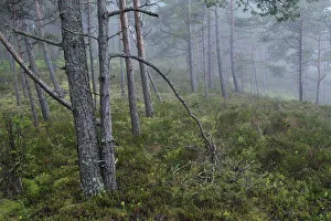 Images Dated 10th June 2008: Forest, Cape Kolka, Slitere National Park, Latvia, June 2009