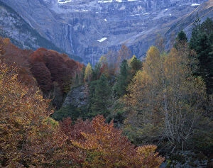 Forest in the Cirque de Gavarnie, Pyrenees, France, October 2008