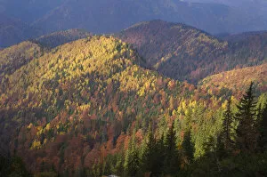 Images Dated 19th June 2009: Forest covered hills, Piatra Craiului National Park, Transylvania, Southern Carpathian Mountains