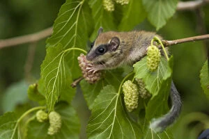 Images Dated 13th June 2008: Forest dormouse (Dryomys nitedula) feeding on Mulberries, Bulgaria, June 2008 WWE
