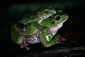 Japan Prints: Forest green tree frogs (Zhangixalus arboreus) pair preparing to spawn