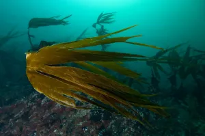 Images Dated 3rd October 2008: Forest kelp (Laminaria hyperborea) Saltstraumen, Bod, Norway, October 2008