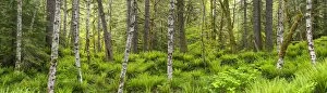 Forest with lush vegetation Portland, Oregon, USA. April