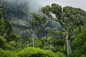 Rainforest Gallery: Forest with mist on the slopes of Mount Lidgbird