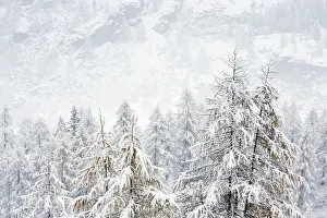 Images Dated 2014 November: 