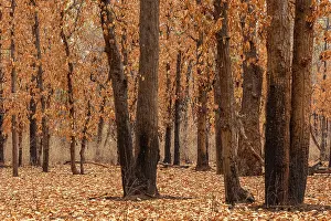 Dried Leaves Prints: Forest in the peak of a hot summer