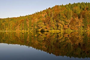 Images Dated 7th October 2008: Forest reflected on Proscansko lakes surface, Upper lakes, Plitvice National Park Croatia