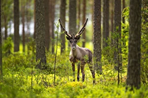 Green Gallery: Forest reindeer, (Rangifer tarandus fennicus) in velvet, Viiksimo, Kuhmo region. Finland, July