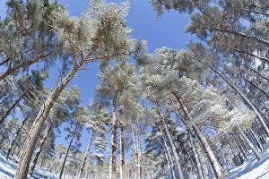 Forest of scots pine after heavy snowfall, Cairngorms National Park, Scotland, March 2012