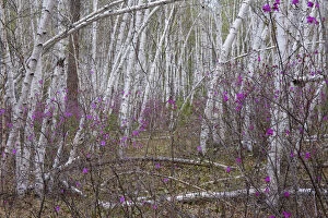 Images Dated 23rd October 2017: Forest on shore of Temnik river, in spring with Siberian Rhododendron (Rhododendron dauricum)