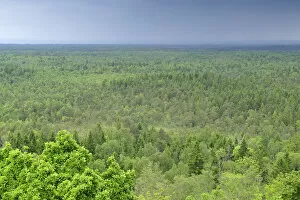 Images Dated 10th June 2008: Forest, Slitere National Park, Latvia, June 2009