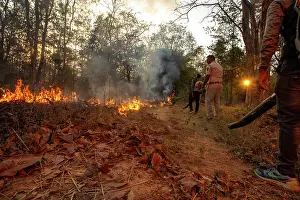 Forest workers with leaf blowers creating fire breaks by moving dry leaves to aid the prevention of forest fires, Pench Tiger Reserve, Madhya Pradesh, India. February, 2022