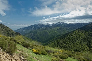 Robert Thompson Collection: Forested mountains at Col de Mantet. Pyrenees Orientales, south west France. May 2018