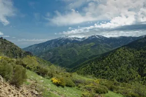 Genisteae Prints: Forested mountains at Col de Mantet. Pyrenees Orientales, south west France. May 2018