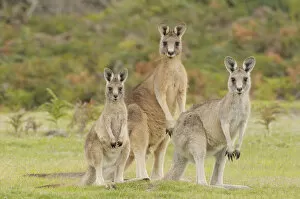 Animal Family Gallery: Forester kangaroo (Macropus giganteus tasmaniensis) family group, male, female and large joey