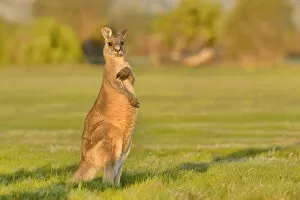 Images Dated 9th November 2014: Forester kangaroo (Macropus giganteus) adult male, Tasmania, Australia