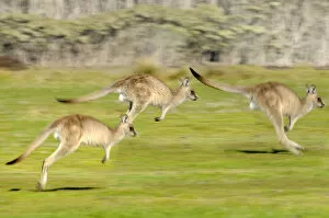 2018 July Highlights Gallery: Forester kangaroo (Macropus giganteus) three leaping, Tasmania, Australia