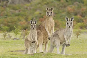 Animal Family Prints: Forester kangaroo (Macropus giganteus tasmaniensis) family group