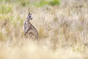 Marsupialia Prints: Forester kangaroo (Macropus giganteus tasmaniensis) among tall grass in a field