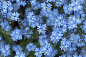Blue Collection: Forget-me-not flowers (Myosotis arvensis) on woodland floor, Norfolk, England, UK, March