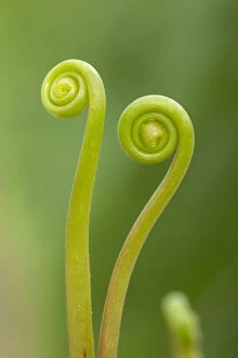 Green Gallery: Fork-leaved sundew (Drosera bipinata) leaves unfurling. Cultivated species, occurs in Australia