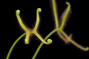 Fork-leaved sundew (Drosera bipinata) carnivorous plant, native to Australia