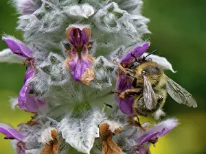 Labiatae Prints: Fork-tailed flower bee (Anthophora furcata) female